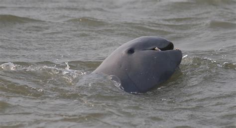 Irrawaddy dolphin - Whale & Dolphin Conservation USA