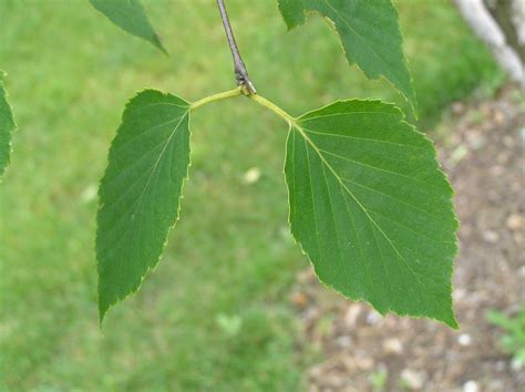 Paper Birch Tree Leaves