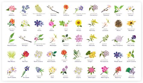 50 States Flowers and Their Meaning - Texas Capital Forum & Coalition