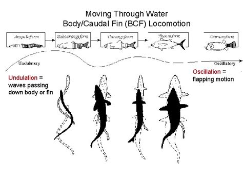 Fish Locomotion Definition The result of interactions between