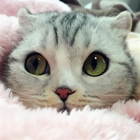 Meet Hana, A Japanese Kitty With the Most Beautiful Eyes | 99inspiration