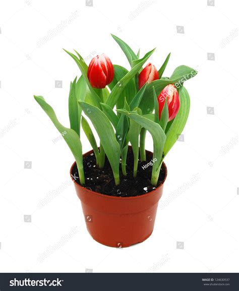 Spring Tulips In Pot Isolated On White Background Stock Photo 124630537 : Shutterstock