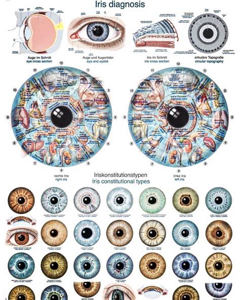 How to iridology self diagnosis? | iriscope | iridology camera ...