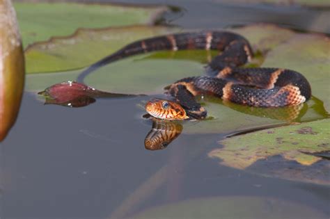 Broad-banded Water Snake (Nerodia fasciata confluens)