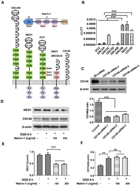 Screening Netrin-1 receptors. (A) Structure of Netrin-1 and the ...