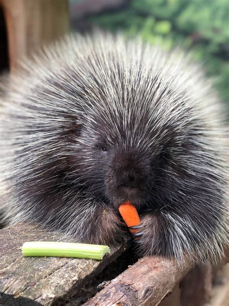 Can You Make It Through These Pictures Of A Porcupine Eating Fruit Without Exploding From ...