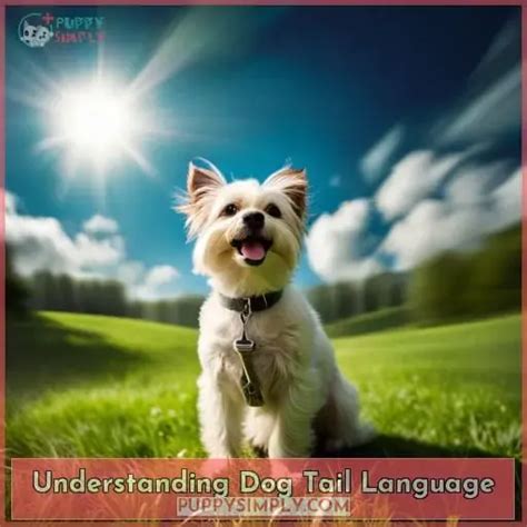 Understanding Dog Tail Language: Decode the Secrets of Canine Communication