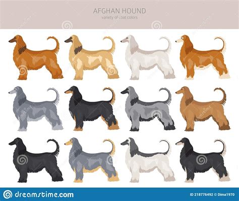 Afghan Hound All Colours Clipart. Different Coat Colors Set Stock Vector - Illustration of ...