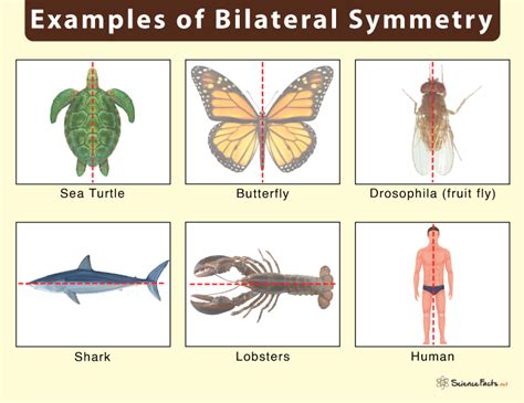 Bilateral Symmetry – Definition, Examples, Evolution, & Advantages