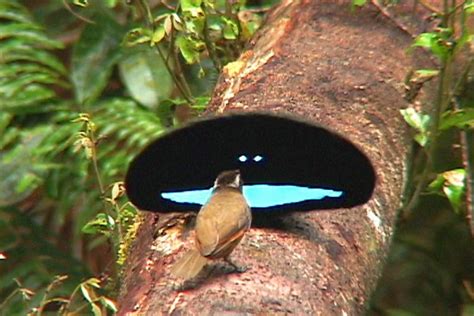 The amazing feathers of an outlandish bird | Earth | EarthSky