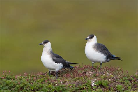 Arctic Skua Bird Facts | Stercorarius Parasiticus