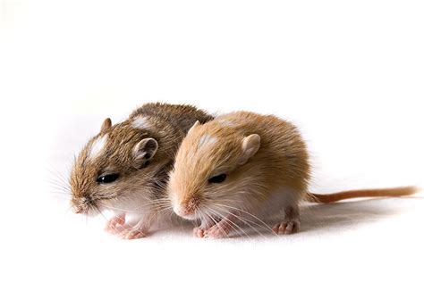 What Are Baby Gerbils Called? | About Gerbils | Gerbils | Guide | Omlet US