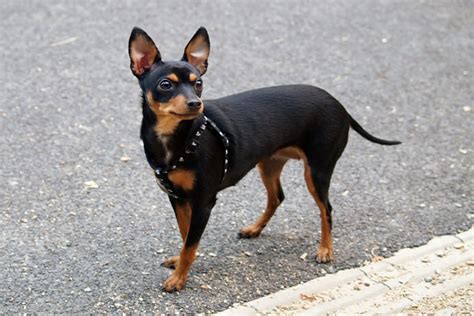 pinscher preto miniatura passeio | Cachorros: Raças, pequeno, grande ...