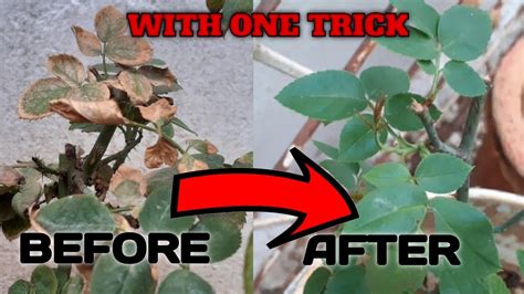 How to solve brown leaf | burn leaf | yellow leaf problem on rose plant from dying - YouTube