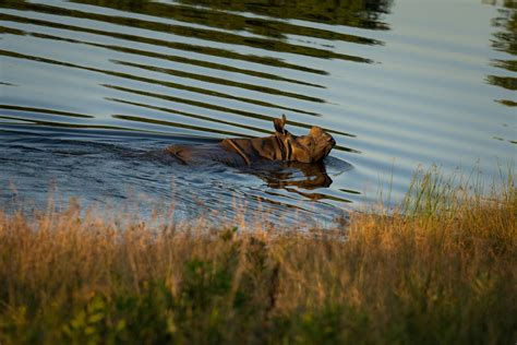 Greater One-horned Rhino | The Wilds