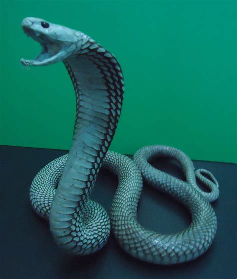 taxidermy cobra snake / unmounted real running spitting cobta naja sputatrik snake stuffed ...