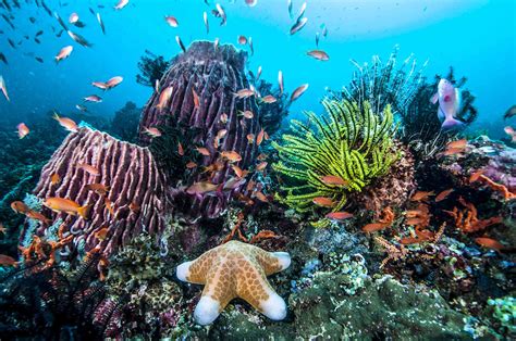 10 Ways to Protect Coral Reefs When You Travel