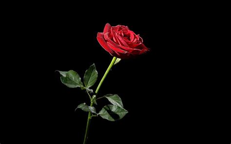 Rose Wallpaper Hd 1080p Red Rose With Black Background Hd Wallpaper | Images and Photos finder