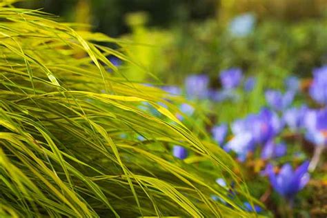 Are Ornamental Grasses Evergreen? - Garden Made Simple