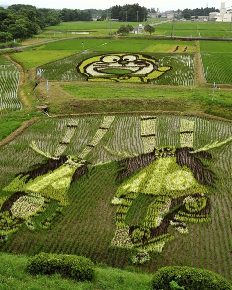 Fields Of Rice Turned Into Amazing Rice Paddy Art In Japan