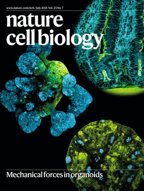 Qiutan's paper published in Nature Cell Biology — The Liberali Lab