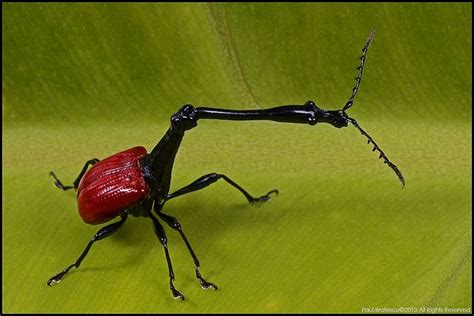 male giraffe Weevil Madagascar | Flickr - Photo Sharing! Weevils ...