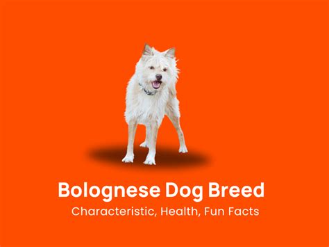 Bolognese Dog Breed: Characteristic, Health & Fun Facts!