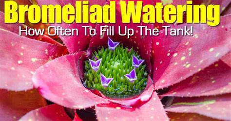 Bromeliad Care: How To Tips On Growing Bromeliad Plants