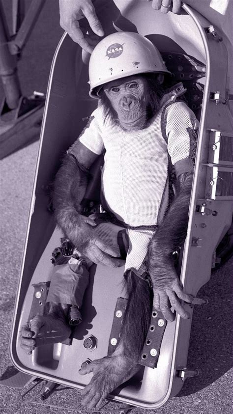 Meet Ham, the first chimp to rocket into space (1961) - Click Americana