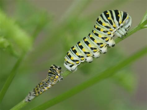 Caterpillars | Eastern Black Swallowtail Caterpillar | Swallowtail, Swallowtail butterfly ...