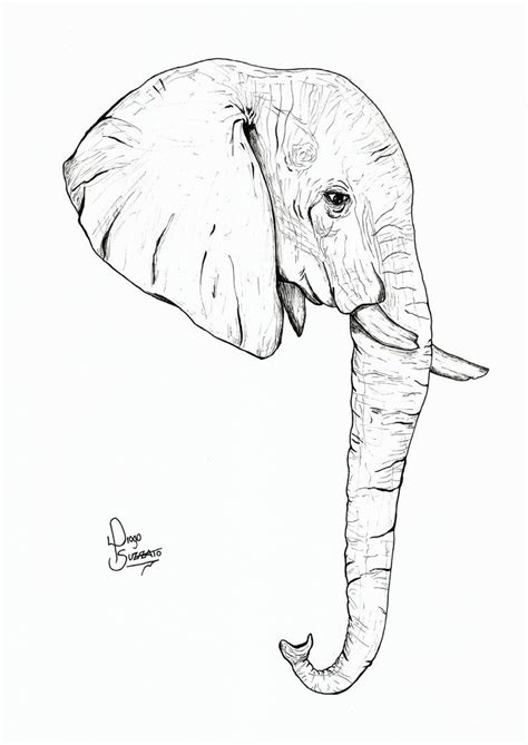 Pin by nayely roncallab on Dibujos in 2022 | Elephant head drawing ...