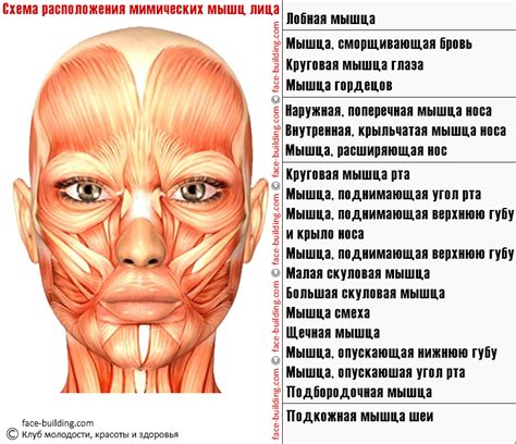 Интерактивный атлас лицевых мышц - Схема расположения мышц лица