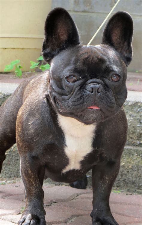 A brindle female French Bulldog, "Lani," just before she went to live with new owner, Nancy ...