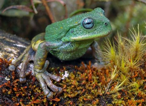 New Marsupial Frog Species Discovered in Peru - Reptiles Magazine