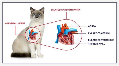 Enlarged Heart (Dilated Cardiomyopathy) In Cats - PetlifeCA