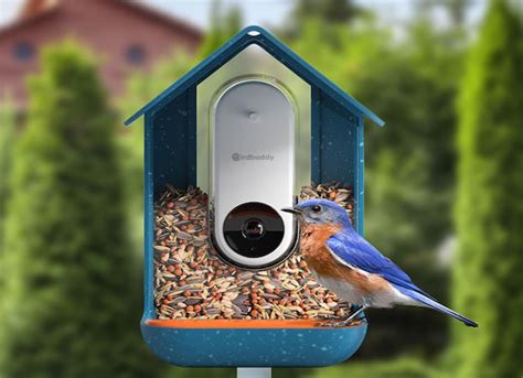 Bird Buddy - Bird Feeder Camera - Tech I Want