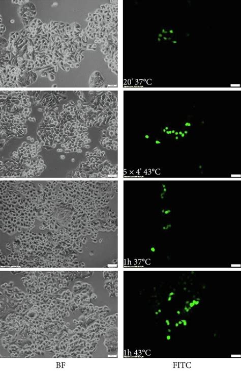 Transduction efficiency of HT-29 cells. The studied cells were ...