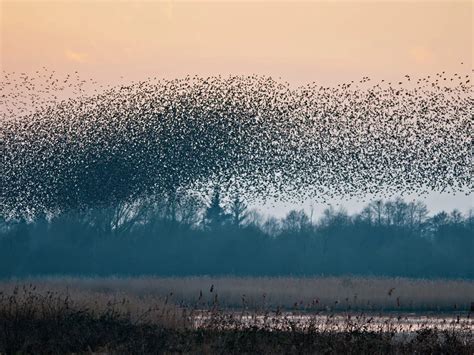 Starling Murmurations: A Complete Guide on this Phenomenon | Birdfact