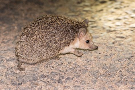 Long-eared Hedgehog (Hemiechinus auritus)