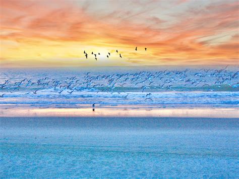 Wallpaper seagulls, birds, beach, sunset, sea desktop wallpaper, hd image, picture, background ...