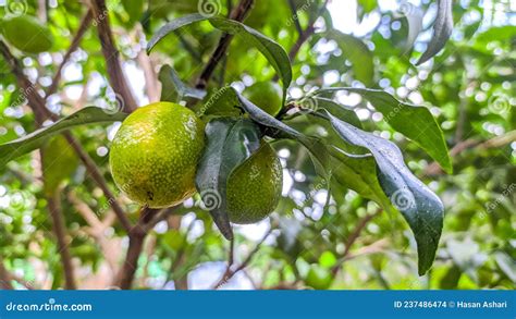 Unripe Nagami Kumquat Fruit on the Tree Stock Photo - Image of ...