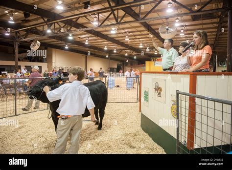 Livestock Auction Maryland State Fair Stock Photo, Royalty Free Image: 68578918 - Alamy