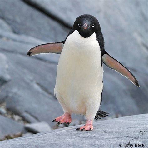 waddle | Adelie penguin, Penguins, Interesting animals