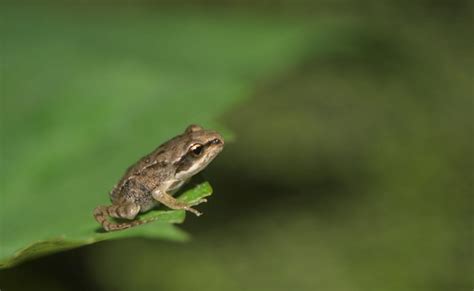 11 Animals that are Super Small at Birth | Mental Floss