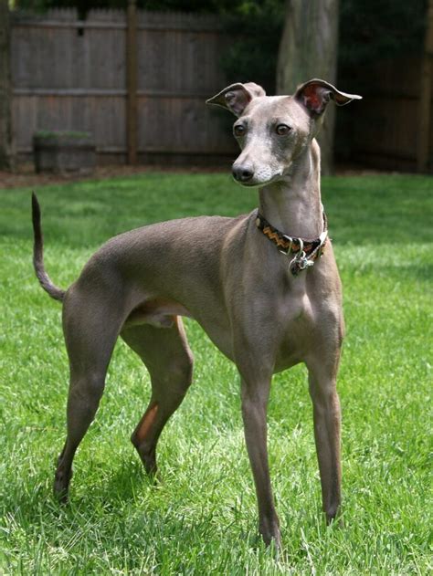 Beagle Greyhound Mix (aka Greagle)