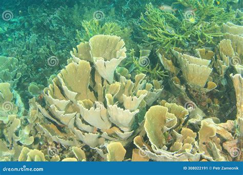 Blade Fire Coral or Plate Fire Coral Stock Image - Image of indonesia, ampat: 308022191