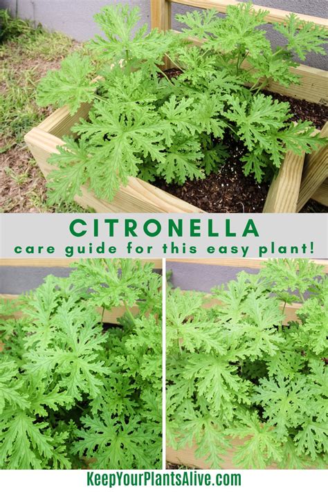 The complete citronella plant care guide - keep your plants alive