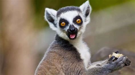 What Do Lemurs Eat?