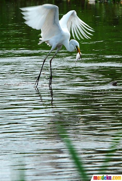 Gambar Burung Bangau Putih - Gambar Burung