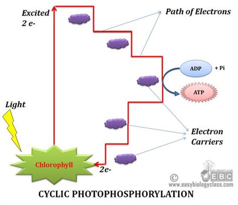 Difference between Cyclic and Non Cyclic Photophosphorylation | EasyBiologyClass